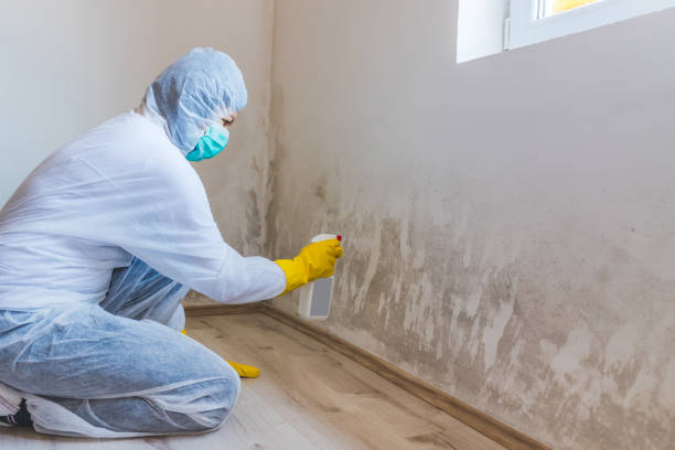 Licensed Black Mold Removal service in Harrisburg, PA - WQB Mold Removal