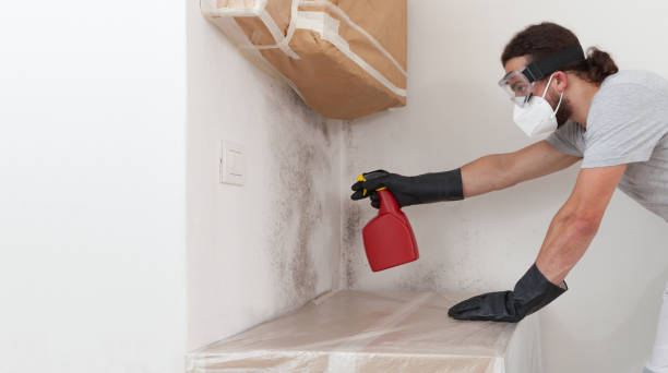 Professional Black Mold Removal technician working in Harrisburg, PA