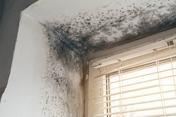 Affordable Black Mold Removal solutions in Harrisburg, PA